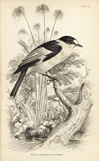 Flycatcher Gallery: Collared flycatcher, Ficedula albicollis