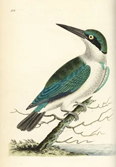 Collared kingfisher, Todiramphus chloris Collared kingfisher, Todiramphus chloris
