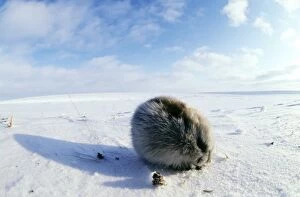 Collared Lemming - adult in winter fur, feeds