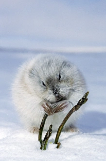 Collared Lemming - adult in winter fur (large winter