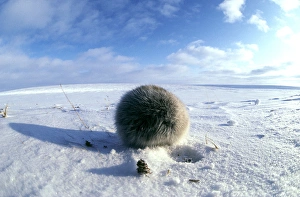 Collared Lemming - adult in winter fur, looks like Collared Lemming - adult in winter fur, looks like