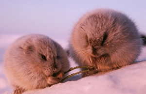 COLLARED LEMMING - x 2 in winter feed on dwarf willow COLLARED LEMMING - x 2 in winter feed on dwarf willow