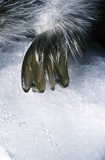 Collared Lemmings large winter claw of a forepaw