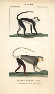 Collared mangabey, Cercocebus torquatus Collared mangabey, Cercocebus torquatus