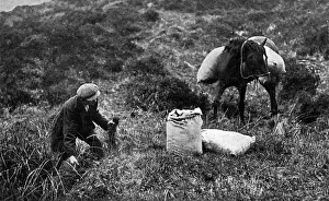 Collecting sphagnum moss for dressings, Dartmoor, WW1 Collecting sphagnum moss for dressings, Dartmoor, WW1