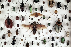 <b class=qtipBold><figcaption>A collection of beetles</figcaption></b><br>A diverse selection of beetles (coleoptera) from the collections of the Natural History Museum, London. Date:<br><em>© Mary Evans / Natural History Museum</em> A collection of beetles