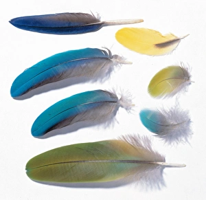 <b class=qtipBold><figcaption>A collection of birds' feathers</figcaption></b><br>Contour feathers, wing coverts and tail coverts from several different species of birds. Date:<br><em>© Mary Evans / Natural History Museum</em> A collection of birds' feathers
