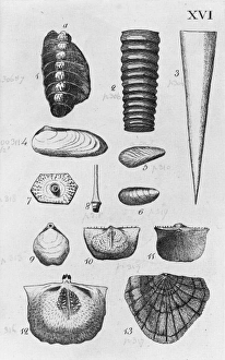 Collection of molluscs Collection of molluscs