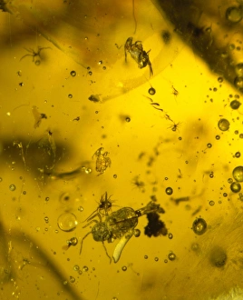 Collembola entomobryidae, springtails in amber Collembola entomobryidae, springtails in amber