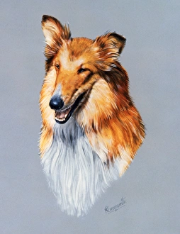 <b class=qtipBold><figcaption>Collie Dog - portrait</figcaption></b><br>A portrait painting of a collie dog by Malcolm Greensmith<br><em>© Mary Evans/Malcolm Greensmith</em> Collie Dog - portrait