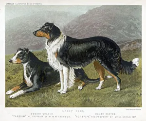 <b class=qtipBold><figcaption>Collies Rough & Smooth</figcaption></b><br>Two collies - rough and smooth-coated tricolour.<br><em>© Mary Evans Picture Library</em> Collies Rough & Smooth