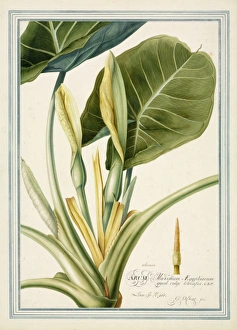 Colocasia esculenta, taro Colocasia esculenta, taro