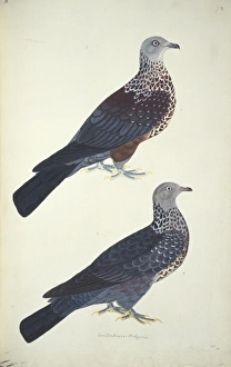 Columba hodgsonii, speckled woodpigeon Columba hodgsonii, speckled woodpigeon