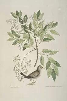 Catesby Gallery: Columbina passerina, common ground dove