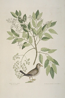 Columbina passerina, common ground dove Columbina passerina, common ground dove