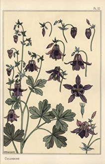 Columbine, Aquilegia vulgaris, flower parts Columbine, Aquilegia vulgaris, flower parts
