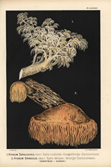 Comb tooth mushroom, Hericium coralloides Comb tooth mushroom, Hericium coralloides