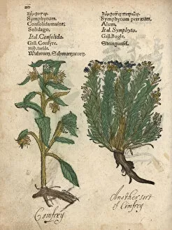 Comfrey, Symphytum officinale, and savory