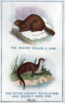 Comic postcard, The beaver and the otter Date: circa 1918 Comic postcard, The beaver and the otter Date: circa 1918