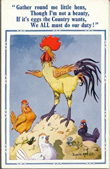 Comic postcard, Cockerel and hens, egg production, WW2 Date: 1940s Comic postcard, Cockerel and hens, egg production, WW2 Date: 1940s