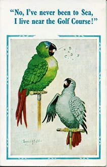 Comic postcard, Two parrots chatting Date: 20th century Comic postcard, Two parrots chatting Date: 20th century