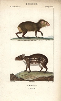 Common agouti, Dasyprocta species, and lowland Common agouti, Dasyprocta species, and lowland