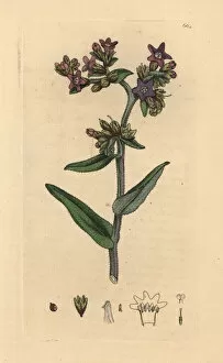 Common alkanet, Anchusa officinalis