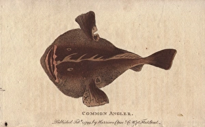 Common angler fish, Lophius piscatorius Common angler fish, Lophius piscatorius