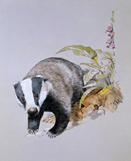 <b class=qtipBold><figcaption>A Common Badger (Meles meles)</figcaption></b><br>A Common Badger (Meles meles), emerging from the undergrowth. Painting by Malcolm Greensmith<br><em>© Mary Evans/Malcolm Greensmith</em> A Common Badger (Meles meles)