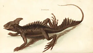 Common basilisk, Basiliscus basiliscus Common basilisk, Basiliscus basiliscus
