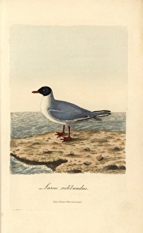 Common black-headed gull, Larus ridibundus Common black-headed gull, Larus ridibundus