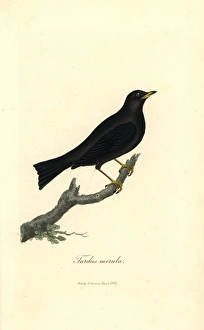 Common blackbird, Turdus merula Common blackbird, Turdus merula