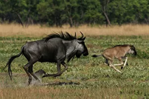 Images Dated 28th October 2012: Common / Blue Wildebeest - adult running with 2