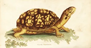 Common box turtle, Terrapene carolina Common box turtle, Terrapene carolina