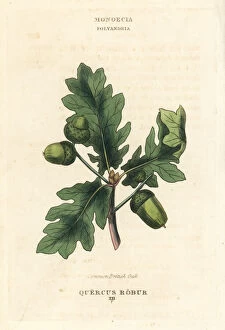 Quercus Gallery: Common British oak tree, Quercus robur