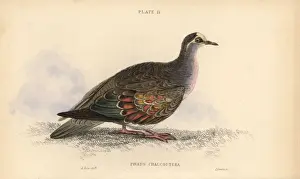 Historical Bird Prints Online Prints: Common bronzewing, Phaps chalcoptera