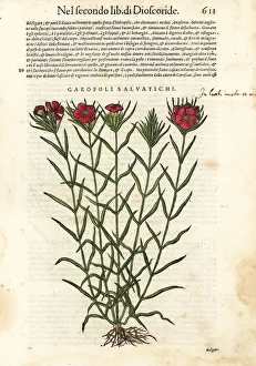 Common carnation, Dianthus caryophyllus Common carnation, Dianthus caryophyllus