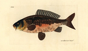Common carp, Cyprinus carpio var Vulnerable Common carp, Cyprinus carpio var Vulnerable