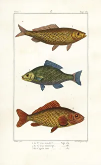 Common carp (vulnerable), bronze carp and goldfish Common carp (vulnerable), bronze carp and goldfish