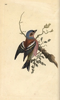 Common chaffinch, Fringilla coelebs Common chaffinch, Fringilla coelebs