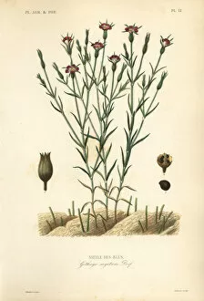 Agrostemma Gallery: Common corn-cockle, Agrostemma githago, Githago segetum