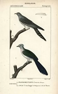 Common Cuckoo Gallery: Common cuckoo, Cuculus canorus, and crested