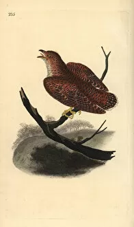 Common Cuckoo Gallery: Common cuckoo (juvenile), Cuculus canorus