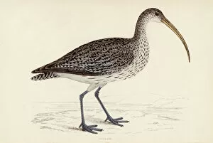 Images Dated 28th April 2011: Common Curlew (Morris)
