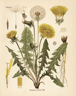 Common dandelion, Taraxacum campylodes Common dandelion, Taraxacum campylodes