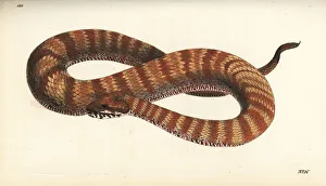 Common death adder, Acanthophis antarctica Common death adder, Acanthophis antarctica