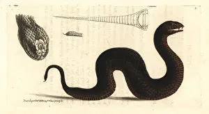 Common death adder, Acanthopis antarcticus Common death adder, Acanthopis antarcticus