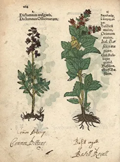 Common dittany, Cunila mariana, and sweet Common dittany, Cunila mariana, and sweet