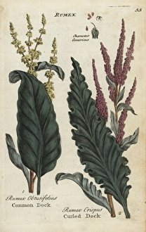 Common dock, Rumex obtusifolius, and curled Common dock, Rumex obtusifolius, and curled