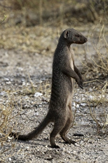 Common Dwarf Mongoose - standing on hind legs Common Dwarf Mongoose - standing on hind legs